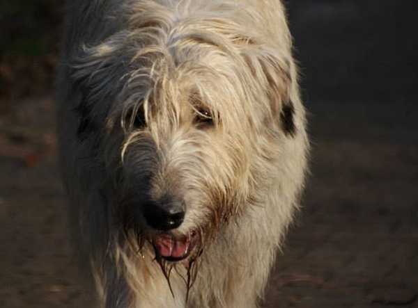 levriero irlandese carattere