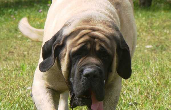 mastiff