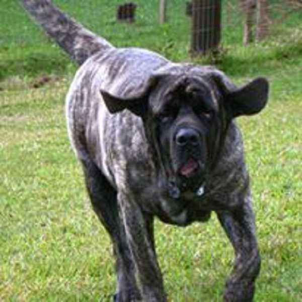mastiff gigante