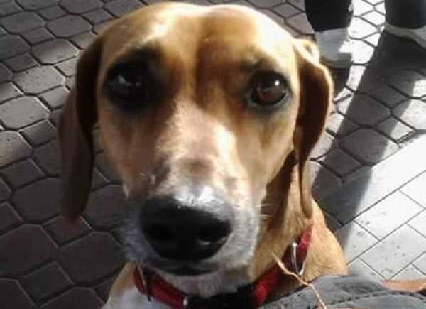 naso secco nel cane allergie