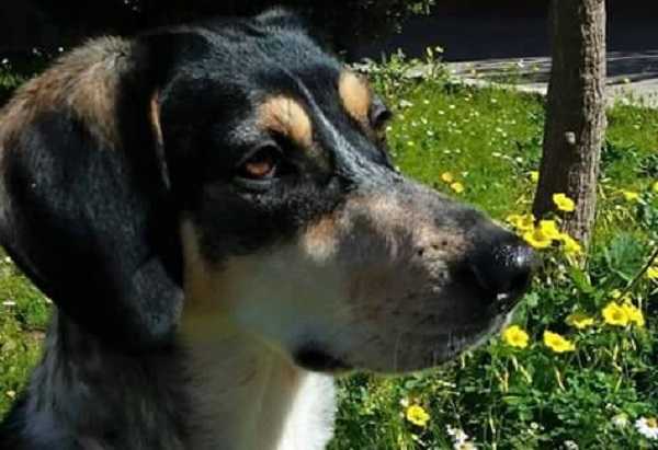 naso secco cane disidratazione