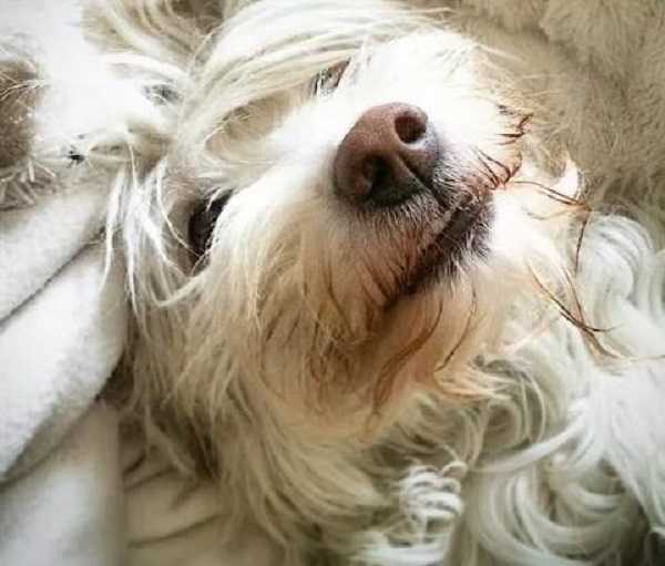 naso secco nel cane non preoccuparsi 