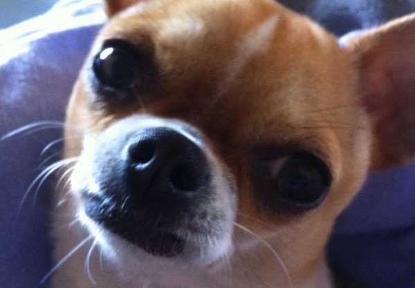 naso secco nel cane veterinario 