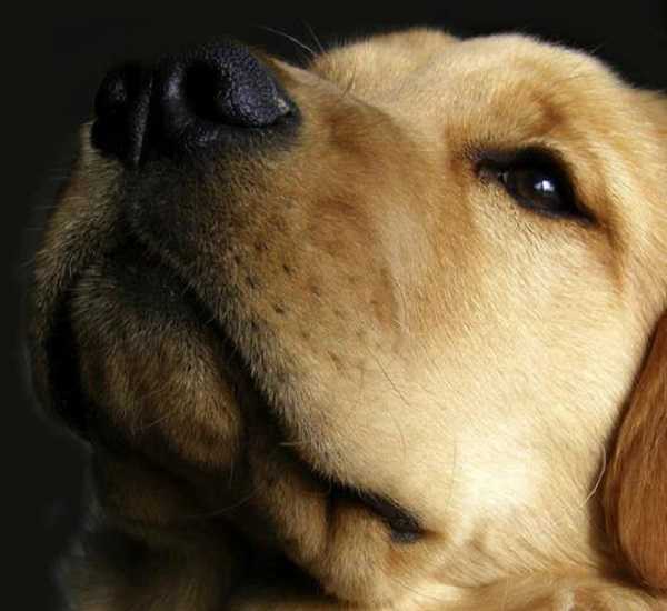naso secco nel cane