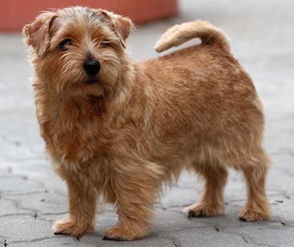 norfolk terrier