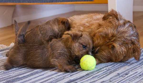 norfolk terrier aspetto