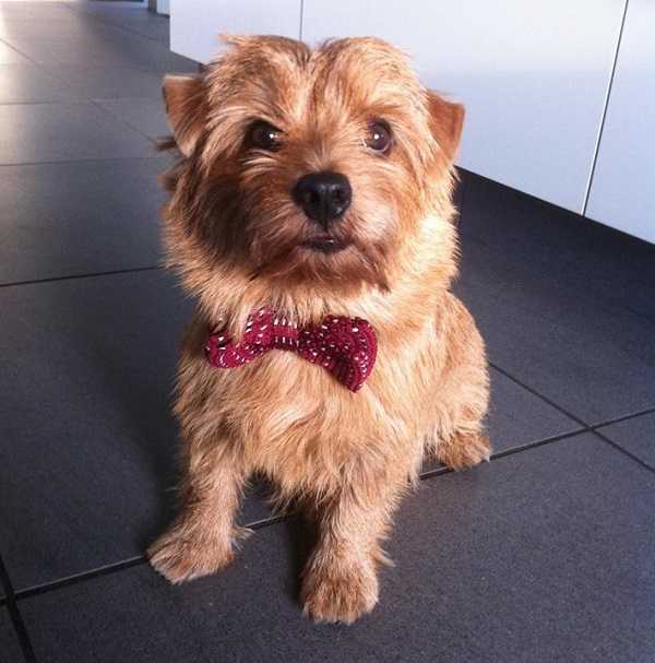 norfolk terrier carattere