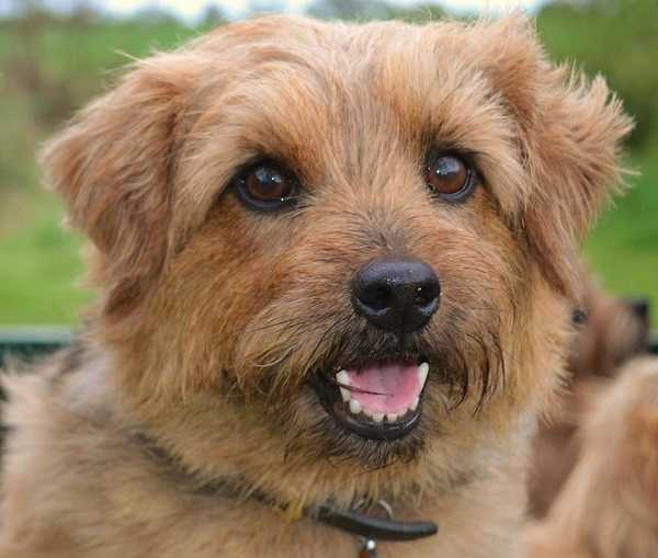 norfolk terrier