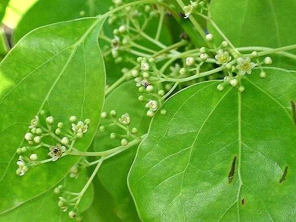 olio essenziale di Ravintsara