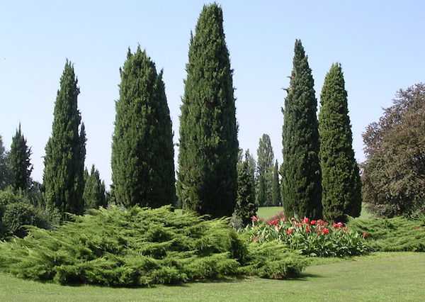 olio essenziale di cipresso