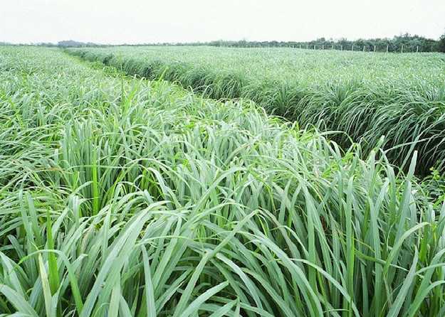 olio essenziale di citronella