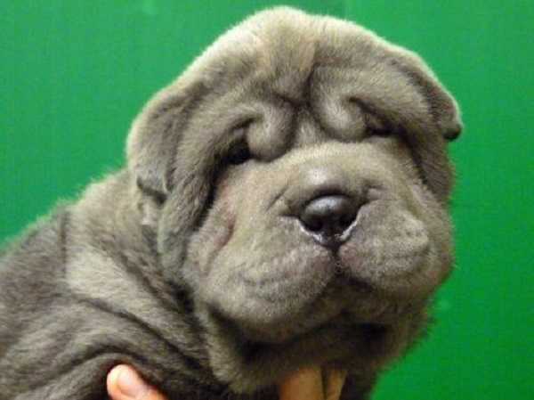 sharPei cuccioli