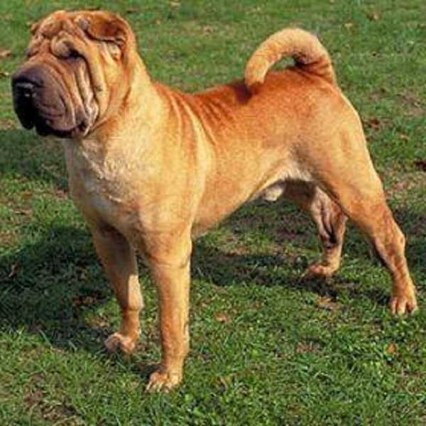 sharPei origini