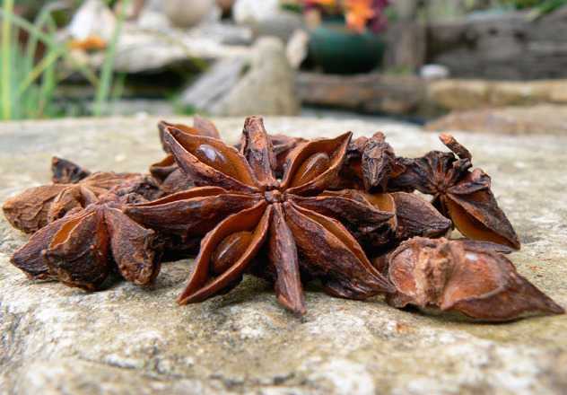 tisana anice stellato