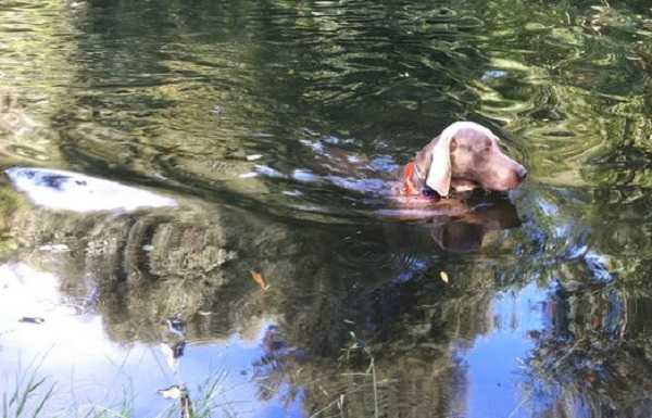 weimaraner che nuota