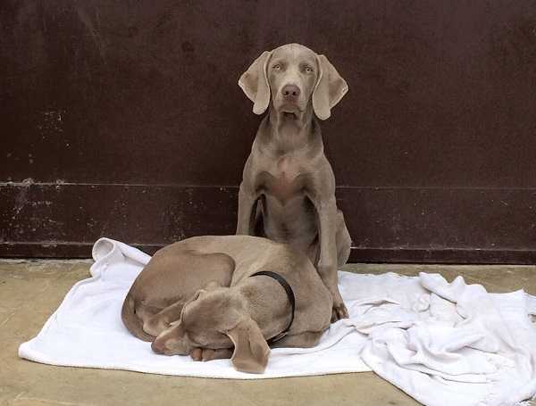 coppia di weimaraner