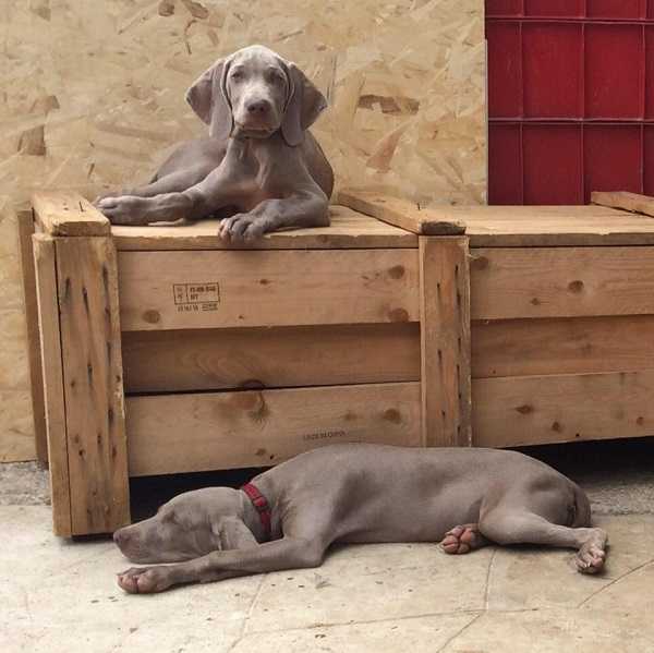 weimaraner carattere