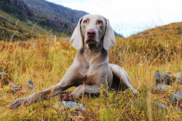 weimaraner pelo corto