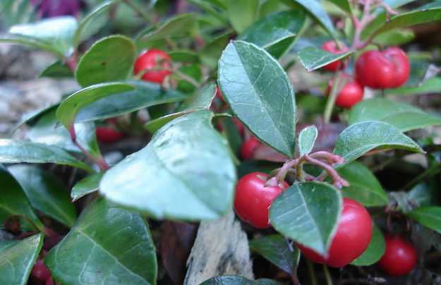 Olio essenziale Wintergreen