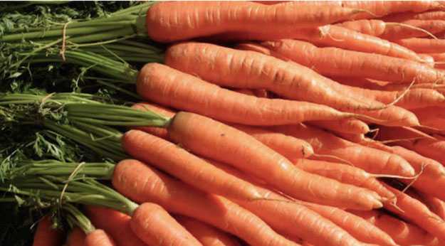 Olio essenziale di carota