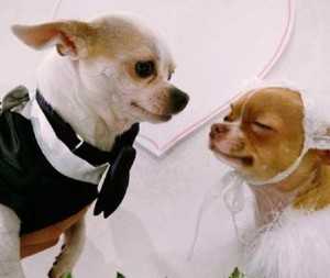 Cerco Beagle Femmina Per Accoppiamento
