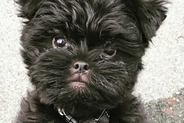 affenpinscher origini