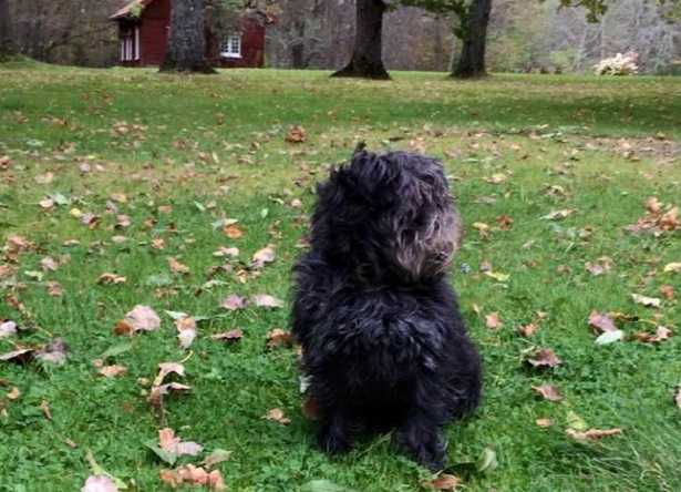 affenpinscher carattere