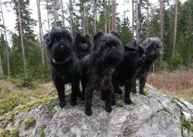 affenpinscher aspetto