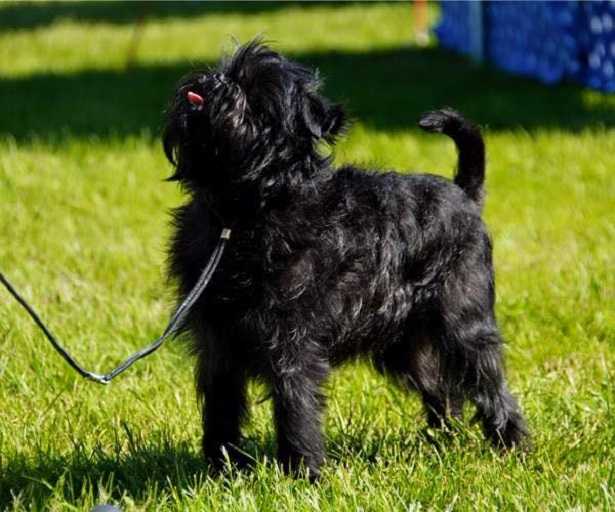 affenpinscher
