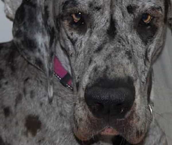 alano arlecchino muso alano arlecchino muso