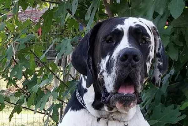 alano arlecchino primo piano alano arlecchino