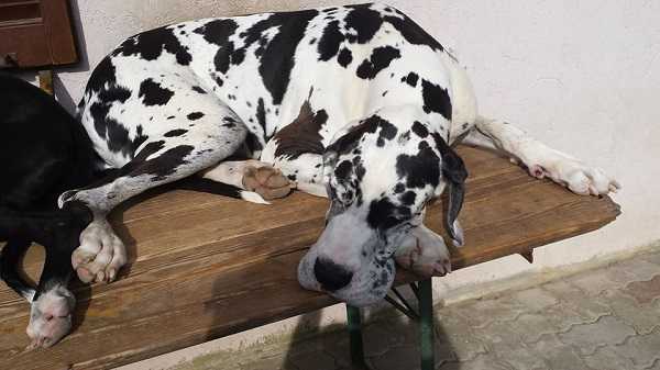 alano arlecchino alano arlecchino