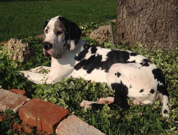 alano arlecchino alano arlecchino sdraiato