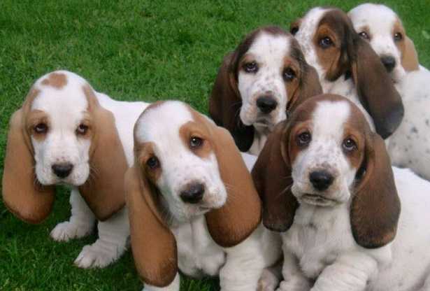 bassethound allevamenti bassethound allevamenti