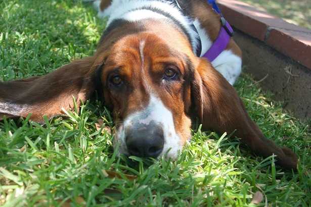 bassethound carattere bassethound carattere
