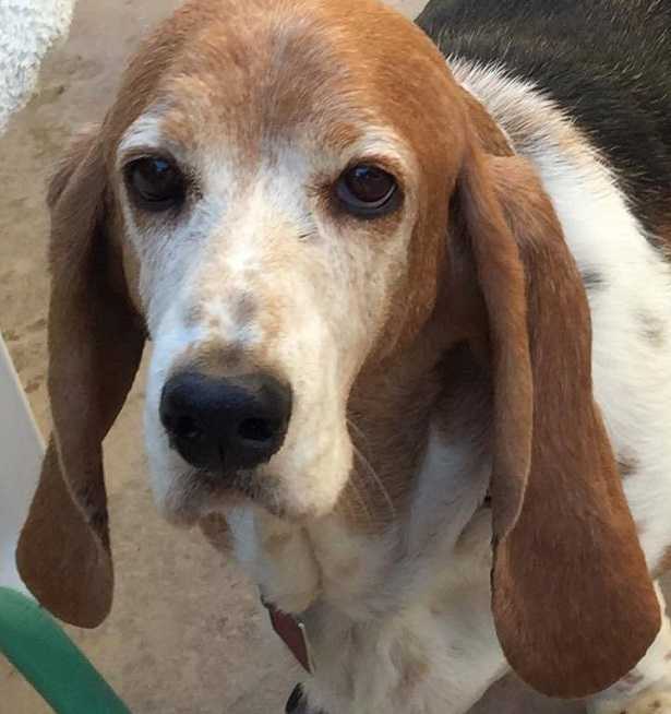 bassethound bassethound