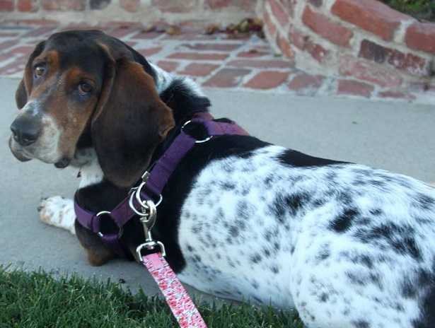 bassethound caratteristiche bassethound caratteristiche