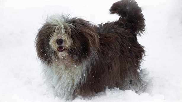 bearded collie allevamento bearded collie allevamento