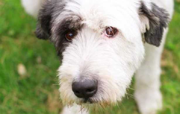 bearded collie prezzo bearded collie prezzo