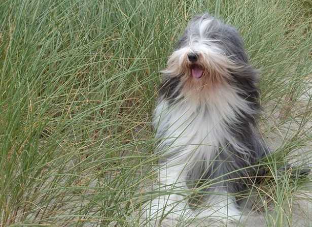 bearded collie caratteristiche bearded collie caratteristiche