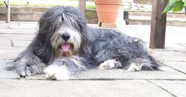 bearded collie origini bearded collie origini