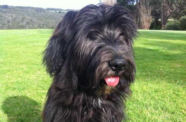 bearded collie carattere bearded collie carattere