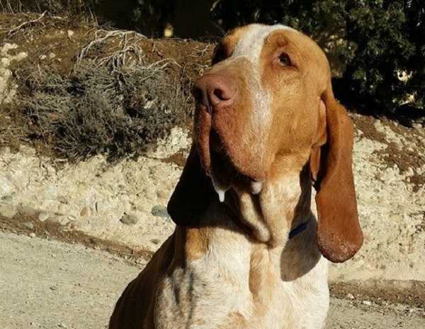 Bracco italiano: origini