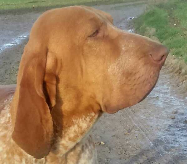 bracco italiano aspetto