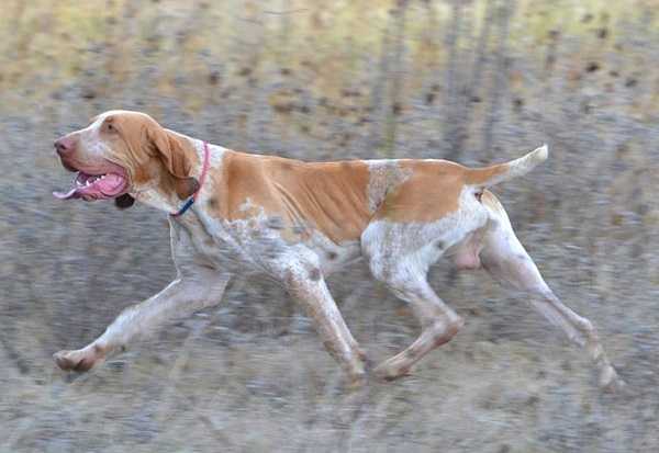 Bracco italiano