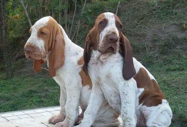 bracco italiano carattere