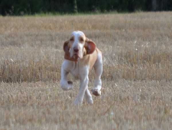 bracco italiano prezzo