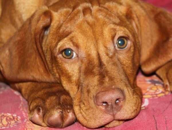 bracco ungherese bracco ungherese