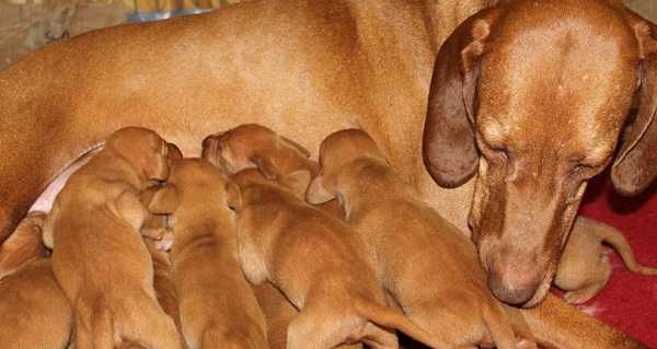 bracco ungherese allevamenti bracco ungherese allevamenti