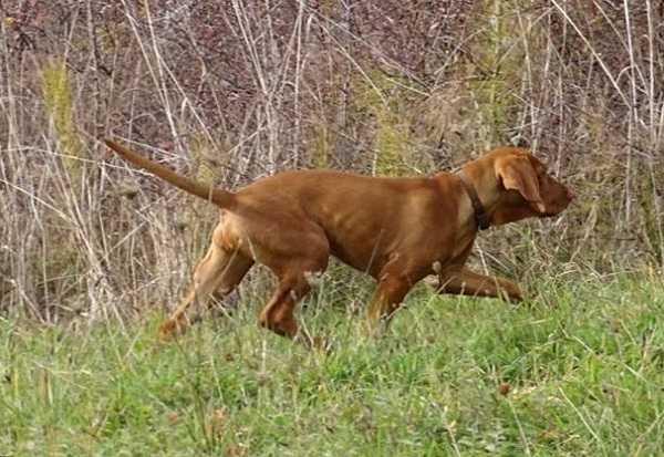 bracco ungherese origini bracco ungherese origini